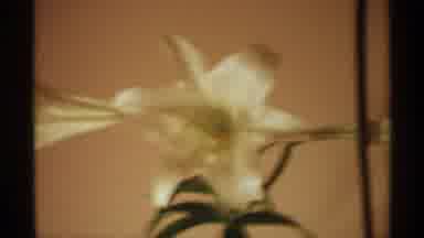 Wisconsin (1971): February's Monumental Flower The Iris Gently Caressing The Air