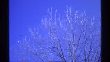 Wisconsin (1971): Trees Without Leaves In Sunny Day Surrounded By Snow