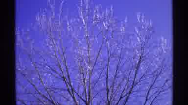 Wisconsin (1971): View Of Frost-Filled Trees On A Clear Sunny Day