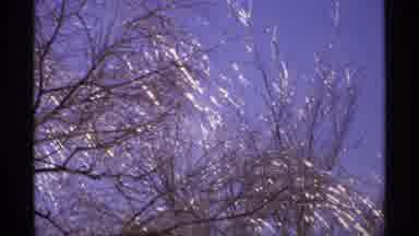 Wisconsin (1971): View Of Frost Covered Trees On A Bright Sunny Day