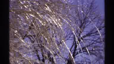 Wisconsin-1971: Bare Tree Limbs Wave Back And Forth With The Wind Against A