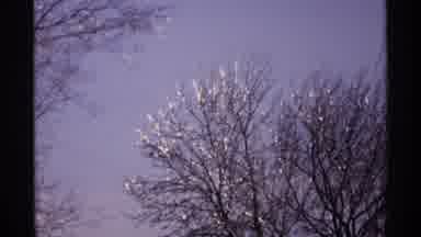 Wisconsin (1971): Big Trees Covered In Snow