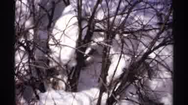 Wisconsin (1971): Snow-Covered Plants Everywhere