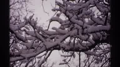 Wisconsin (1971): Fresh Snow Laden Tree Branches In A Breeze And A Snow Covered
