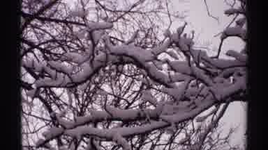 Wisconsin (1971): White Snow On Tree Branches