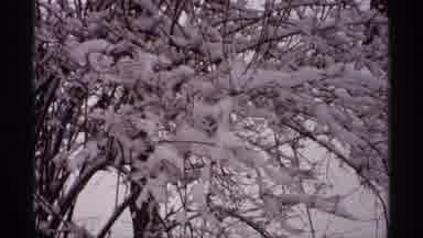 Wisconsin (1971): Snow Covered Trees With A Single Footprint In The Snow