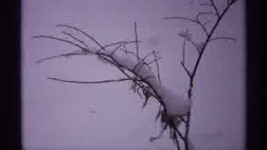 WISCONSIN-1971: Snow Covered Trees In A Field Of Pristine White Snow