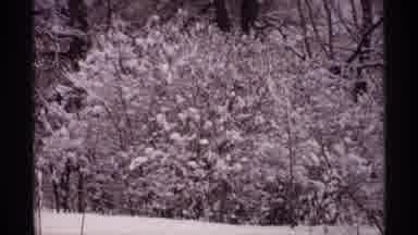Wisconsin (1971): Plants Are Fully Covered With Snow