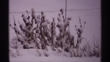 Wisconsin (1971): Plants In The Desert Surviving Their Natural Habitat