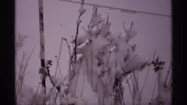 Wisconsin (1971): Wind Blowing Against Heavy Snow On Plants In The Winter