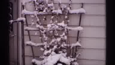 Wisconsin (1971): Camera Captures The Snow Covered Plants In The Garden Of The