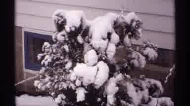 Wisconsin (1971): Plants And Bushes Covered In Snow