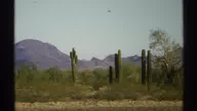 Arizona (1972): Cactus In The Desert