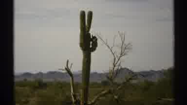 Arizona (1972): A Desert Was Really Good And The Desert Plant Looks Very Sharp To
