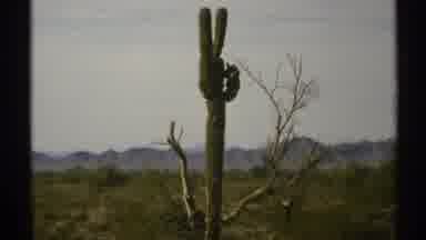 Arizona (1972): A Lonely Plant And House Stands Alone With Great Sky Side