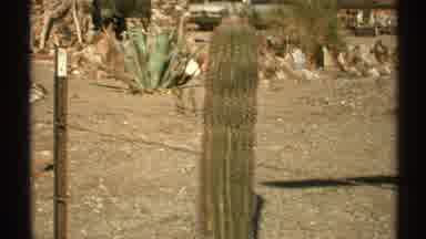 Arizona (1972): One Cactus Towers Of The The Others As They Stand In The Sun