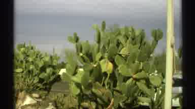 Arizona (1972): Plant Life Is Life Itself