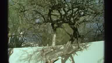 Arizona (1972): A Nice Big Tree With Strong Branches