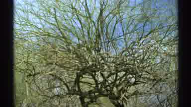 Arizona (1972): A Wonderful Trees And Flowers Is Very Gorgeous To See The Natural