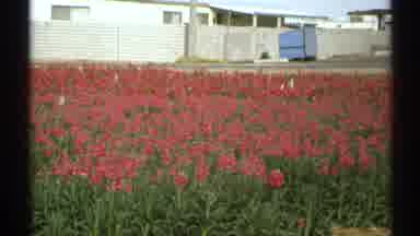 Arizona (1972): View Of Red Tulips And White Wall On A Clear Day