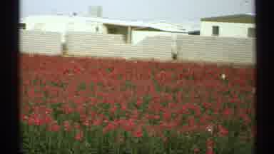 Arizona (1972): Red Flowers In A Garden