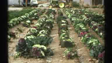 Arizona (1972): Unique Flowers Arranged In Rows Inside The Park