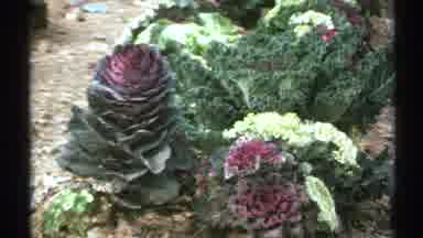 Arizona (1972): Two Types Of Plants Blooming On A Flat Landscape In Nature
