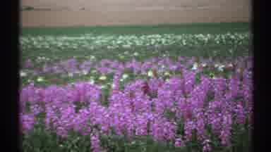 Arizona (1972): A Group Of Flowers And With Lot Of Colors Shows The Natureâs
