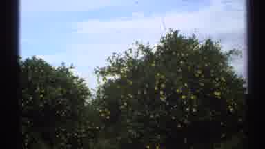 Arizona (1972): An Apple Tree Showing Its Most Beautiful Products During A Sunny