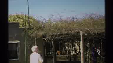 Arizona-1972: Woman in White Shirt Observes Vine-Covered Arbour at World's Largest Rose Bush