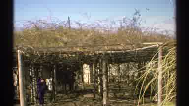 Arizona (1972): Abandoned Vineyard Somewhere In Arizona