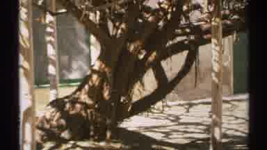 Arizona (1972): A City With Dry Tree In Between Green Tree