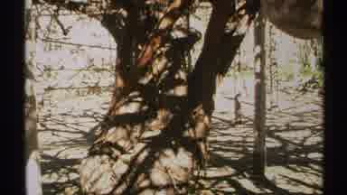 Arizona (1972): Cut Take From A Large Tree To A Cactus Outside A Gemstone Shop