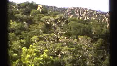 Arizona (1972): Amazing Shots Of The Woods And Mountains Covered In Greenery