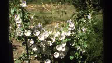 Hidden Falls Minnesota (1972): Camera Captures The Flowers That Sit In The Sun And