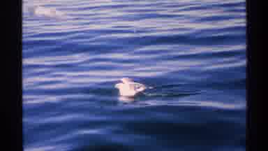 Isle Royale Michigan (1972): Seagull Birds Flying Swimming Floating In Ocean