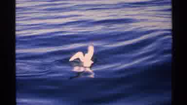 Isle Royale Michigan-1972: Two White Seagulls Floating On Ocean Water Near Lighthouse