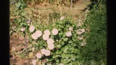 Isle Royale Michigan (1972): A Nice Looking Flowers With Green Trees Are Great To