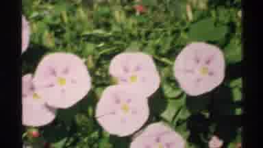 Isle Royale Michigan (1972): Written In Red Paper Surrounded By Flowers