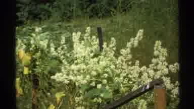 Isle Royale Michigan (1972): A Dark And White Color Flower In A National Park