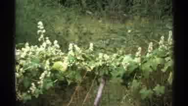 Isle Royale Michigan (1972): A Place To Watch Lots Of Green Area New Plants To