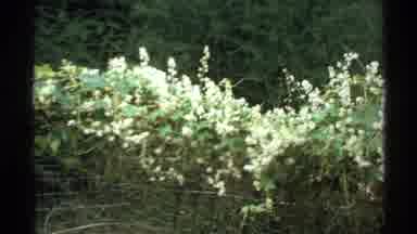 Isle Royale Michigan (1972): Beauty In The Strangest Places Such As Pretty Flowers