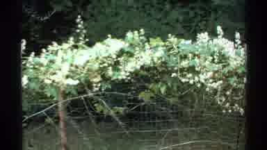 Isle Royale Michigan (1972): Forest Area Leads Into An Dilapidated Fence With