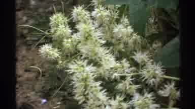 Isle Royale Michigan (1972): Close Up Image Of White Flowers/Foliage