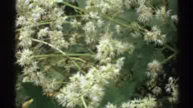 Isle Royale Michigan (1972): A Man And A Women Take A Peaceful Nature Walk In A