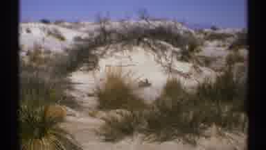 New Mexico (1972): Natural Plant Life Surviving And Thriving In The Harsh Desert