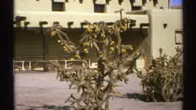 New Mexico (1972): A Dead And Lifeless Fruit Tree