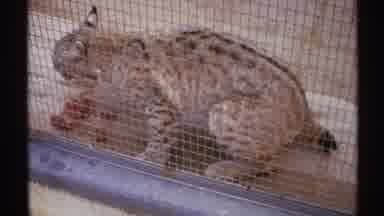 New Mexico (1972): A Lynx In A Cage That Is Eating Food From Two Different Angles
