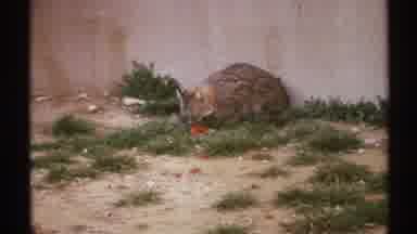 New Mexico (1972): An Orange Cat Having A Meal On A Nice Hot Day