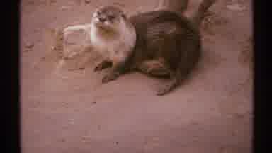 New Mexico (1972): A Black Animal With Grey Fur Found On The Street